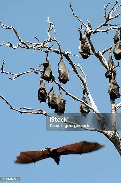 フルーツ Bats から垂れ下がるツリー - コウモリのストックフォトや画像を多数ご用意 - コウモリ, オオコウモリ, オーストラリア
