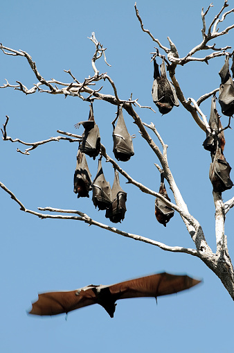 A Fruit Bat (Pteropus alecto) drops from a tree into flight in Queensland, Australia.