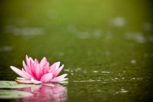 Water lily in pond with reflection. Canon 1Ds Mark III