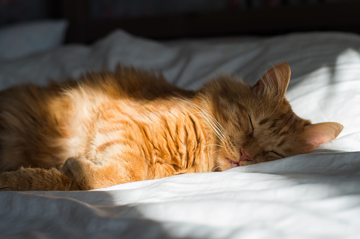 Ginger tabby cat lies on the bed in soft morning light, paw folded. Beautiful cozy cat. Home pets.