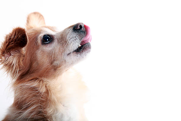 istock Papillon dog mixed with Chihuahua isolated on white 157435353