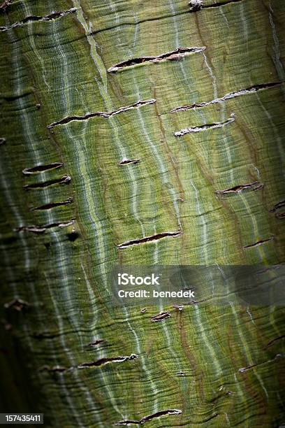 グリーンツリーの樹皮ダヴィドのメープル - カエデのストックフォトや画像を多数ご用意 - カエデ, ひびが入った, カラー画像