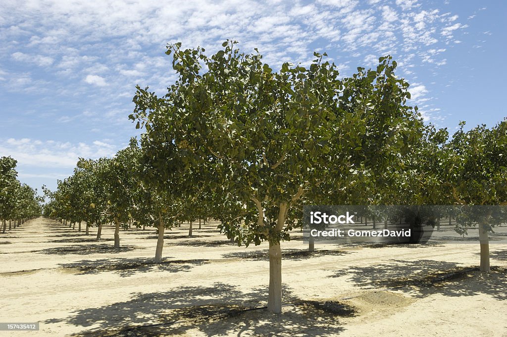 Pomar de maturação pistache - Foto de stock de Agricultura royalty-free