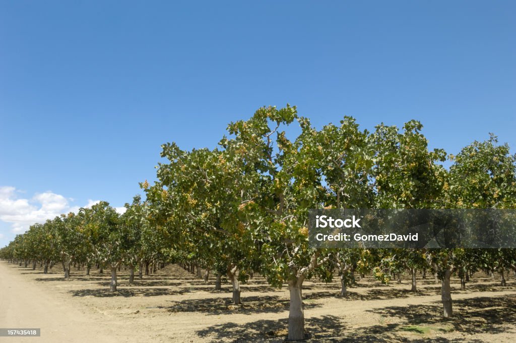 Orchard of Ripening Pistachio Nuts Deep focus image of ripening pistachio (Pistacia vera) nuts growing in clusters on a central California orchard below a cloud filled sky. Agriculture Stock Photo