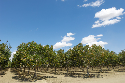 Deep focus image of ripening pistachio (Pistacia vera) nuts growing in clusters on a central California orchard below a cloud filled sky.