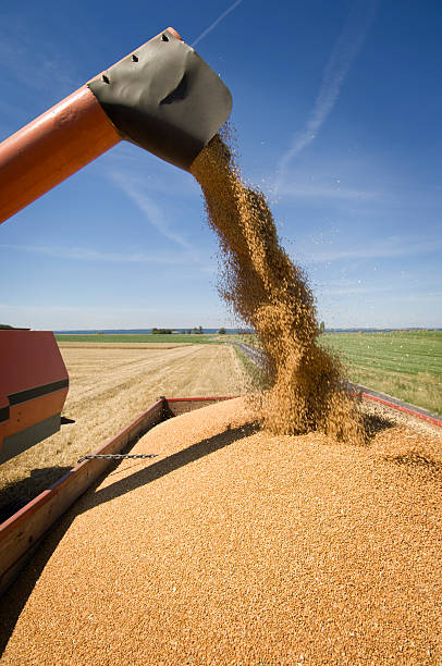 istock Combine Harvester Working in The Field 157435547