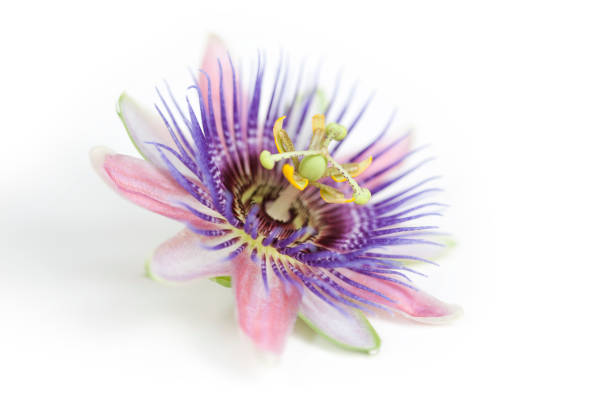 A pink, purple and white Passion flower Closer up version also available in my portfolio. Traditionally, the fresh or dried whole plant has been used as a homeopathic herbal medicine to treat nervous anxiety and insomnia. Petals, stamens and pistils have Christianity symbolism of the crown of thorns. passion flower stock pictures, royalty-free photos & images