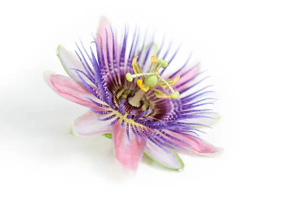 Photo of A pink, purple and white Passion flower