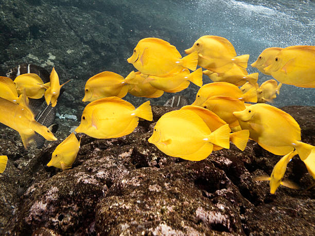istock School of Yellow Tang Fish 157435679