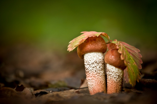 Twin red-cap mushrooms (Leccinum aurantiacum) in sunny forest. Soft focus, ISO 200 little noise in background. Canon 1Ds Mark III