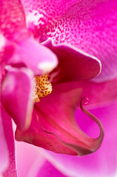 Flower - Close-up of a Pink Orchid stock photo