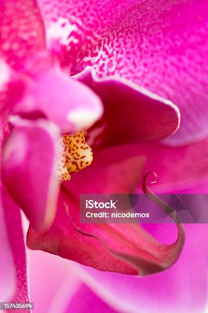 Flower Closeup Of A Pink Orchid Stock Photo - Download Image Now - Abstract, Beauty, Color Image