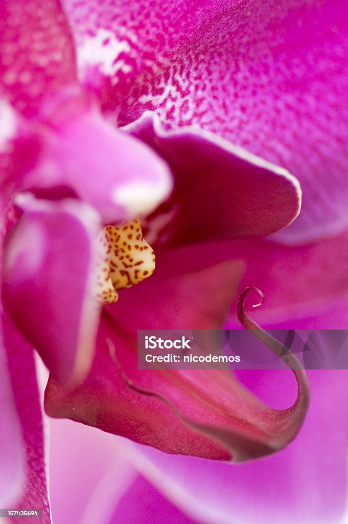 Flor-Close-up de uma orquídea cor-de-rosa - Foto de stock de Abstrato royalty-free