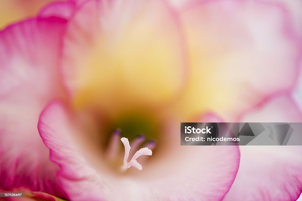 Rose Glaïeul Macro - Photo de Fleur - Flore libre de droits