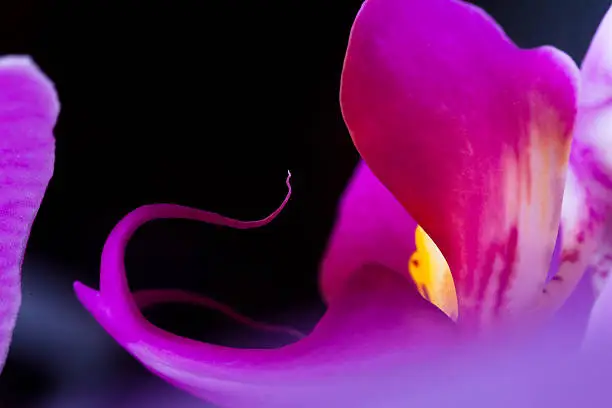 Photo of Orchid (Phalaenopsis )