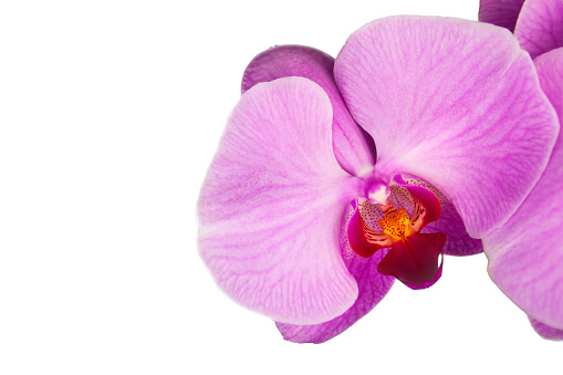 blooming beautiful pink orchid flower closeup isolated on white background