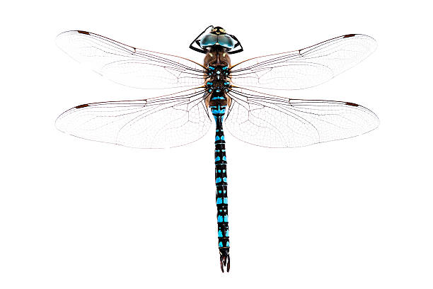 잠자리 - dragonfly 뉴스 사진 이미지