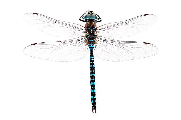 Photo of DragonFly
