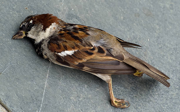 dead sparrow on a patio - house sparrow stockfoto's en -beelden