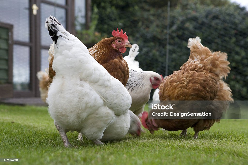 Freerange nourrir les poulets - Photo de Agriculture libre de droits