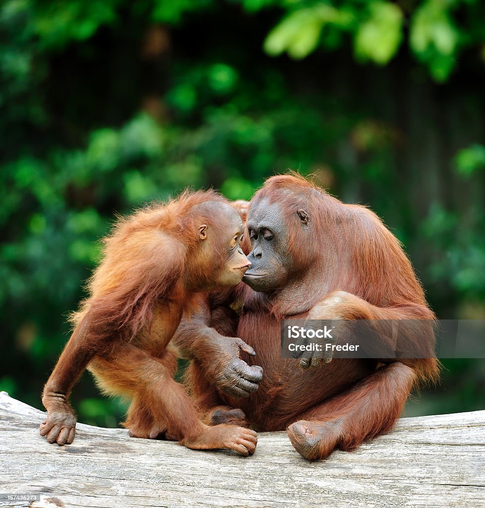 orangutans in love two bornean orangutans care about each other Orangutan Stock Photo