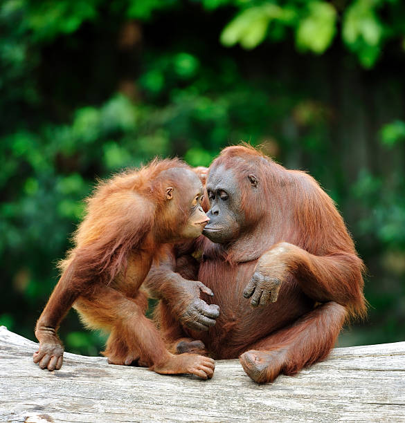 orangutans in love two bornean orangutans care about each other island of borneo stock pictures, royalty-free photos & images