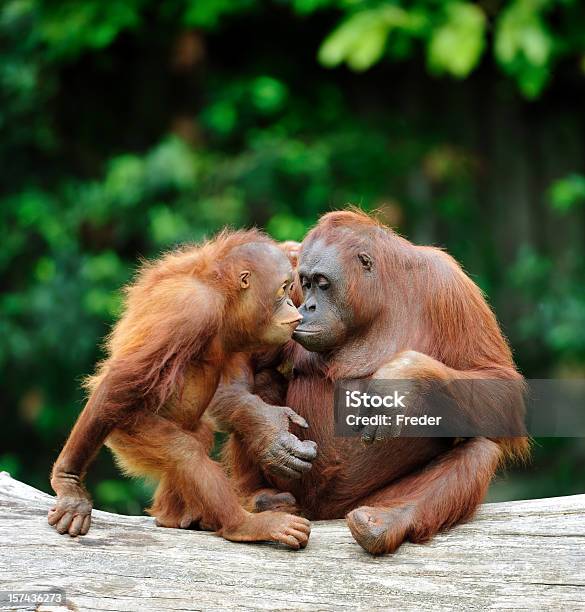 Orangutans In Love Stock Photo - Download Image Now - Orangutan, Animal, Animal Themes