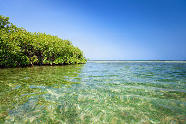 istock Red mangrove forest and shallow waters in a Tropical island 157436513