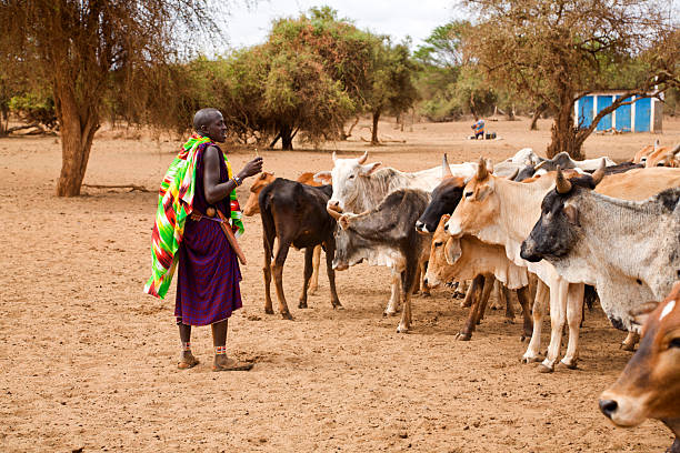 istock Masai man with heard of zebu cattle. 157436528