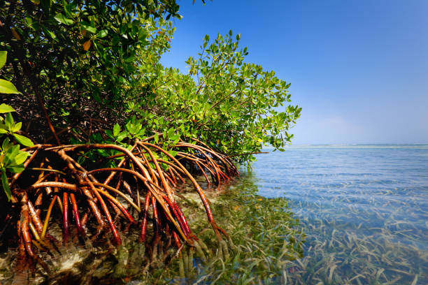 Red mangrove forest and shallow waters in a Tropical island