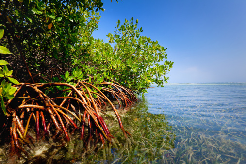 Red mangrove forest and shallow waters in a Tropical island.-