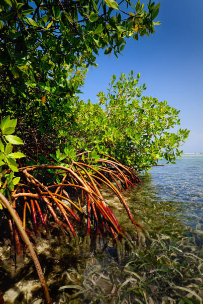 istock Red mangrove forest and shallow waters in a Tropical island 157436558