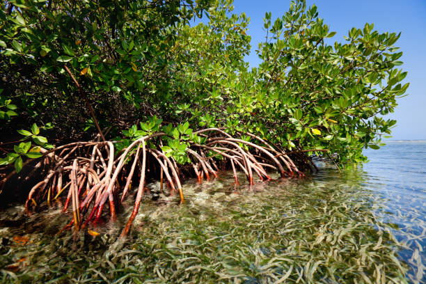 istock Red mangrove forest and shallow waters in a Tropical island 157436641