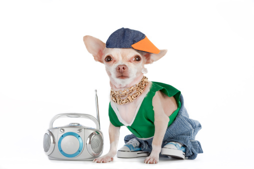 A little Chihuahua dog dressed like a rapper with a boombox 