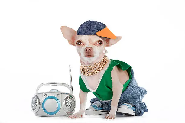 Photo of A little Chihuahua dog dressed like a rapper with a boombox 