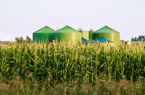 Some towers of a biogas-plant, in front some corn-plants for the biogas-manufacturing. Selective focus on plant. XL size image.