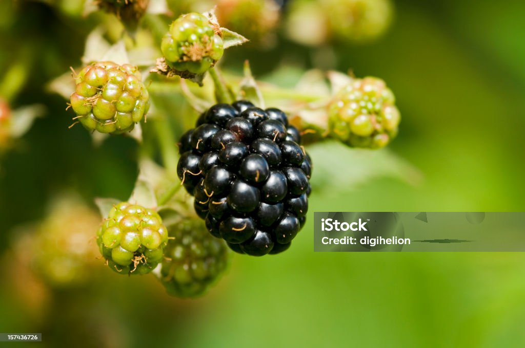 Naturaleza de alimentos-moras racimo en una granja. - Foto de stock de Aire libre libre de derechos