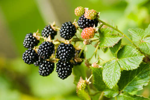 Fresh bunch of blackberry fruit on branch and green leaves in nature. Close-up, horizontal shot, soft focus green background. 