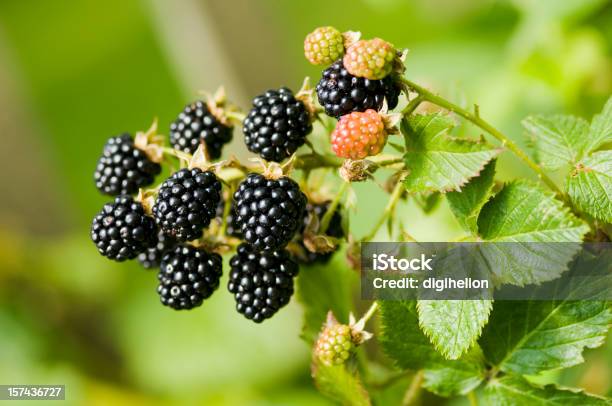 Foto de Natureza Foodamoras Cacho Em Uma Fazenda e mais fotos de stock de Amora-preta - Amora-preta, Fruta, Folha