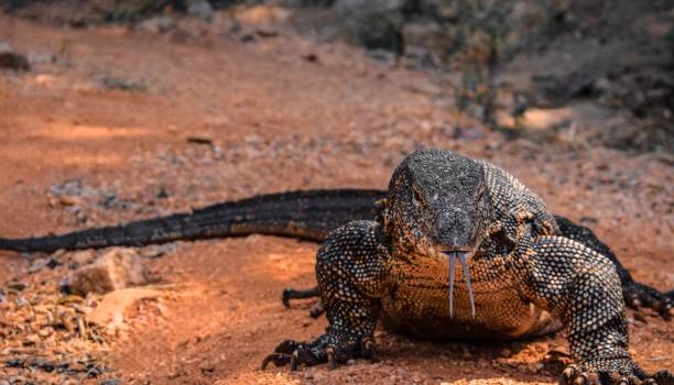 монитор воды 2 - water monitor стоковые фото и изображения