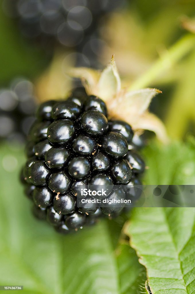 Natureza food-blackberry no jardim. - Foto de stock de Alimentação Saudável royalty-free