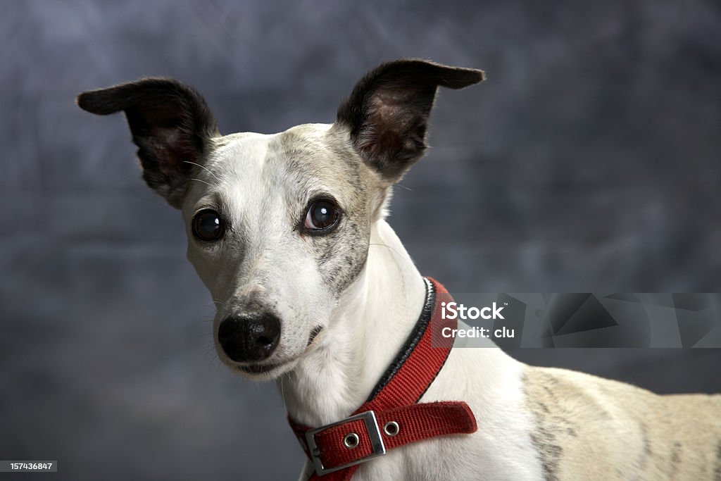portrait de chien: whippet avec drôle de conscience oreilles - Photo de Whippet libre de droits