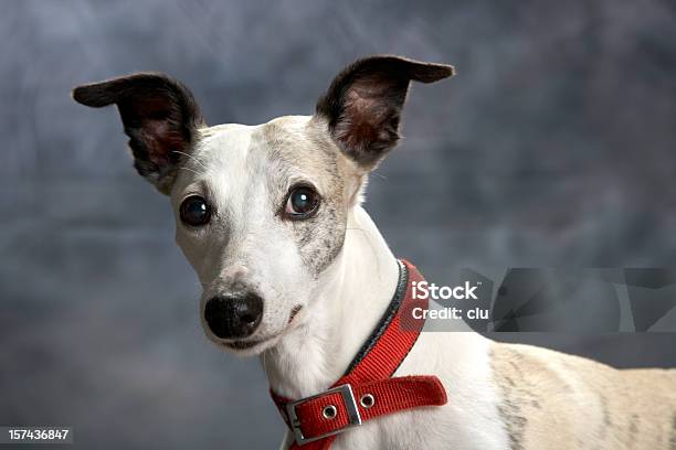 Photo libre de droit de Portrait De Chien Whippet Avec Drôle De Conscience Oreilles banque d'images et plus d'images libres de droit de Whippet