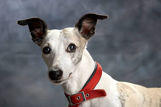Dog portrait: whippet with funny awareness ears