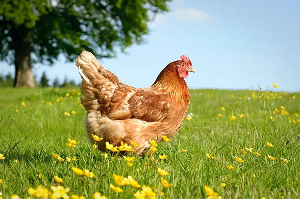 A healthy, organically raised, free range chicken in a grass meadow.