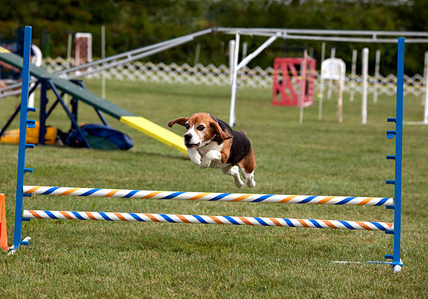 Australian Shepherd dog training on platform. This file is cleaned and retouched.