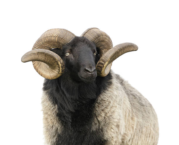 The Boss Ram With Twisted Horns Isolated On White Stock Photo - Download  Image Now - iStock