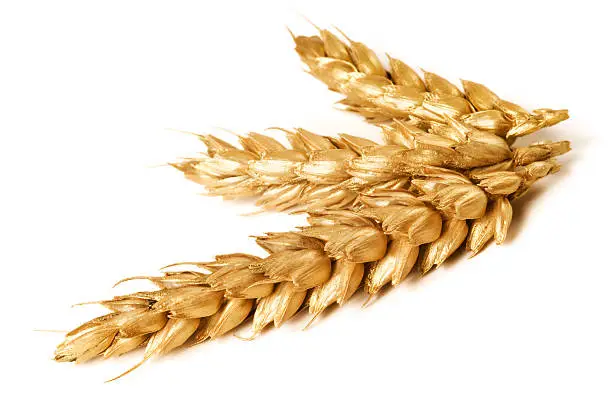 Photo of Golden wheat on white background - close-up