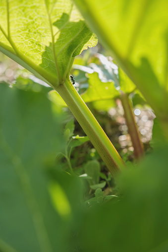 Rhubarb Stem Close-up with Black Ant
