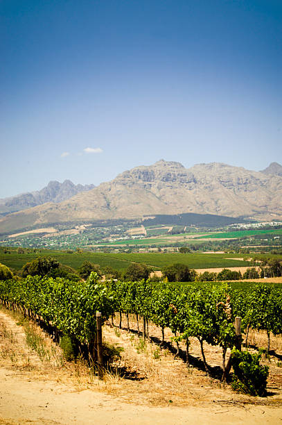 Weinberge – Foto